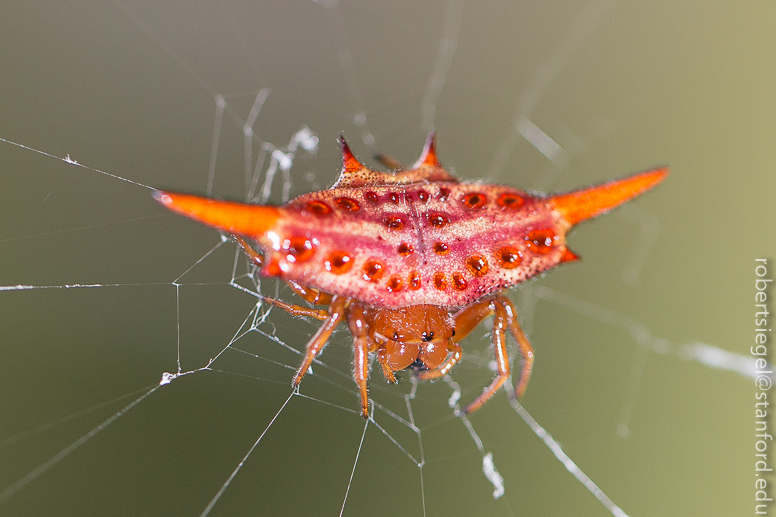 crab spider